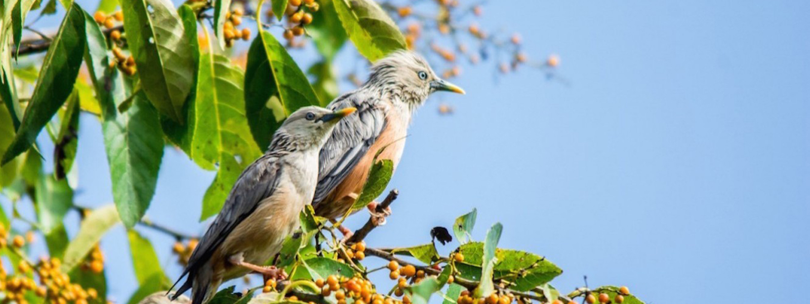 Bird watching in Nepal